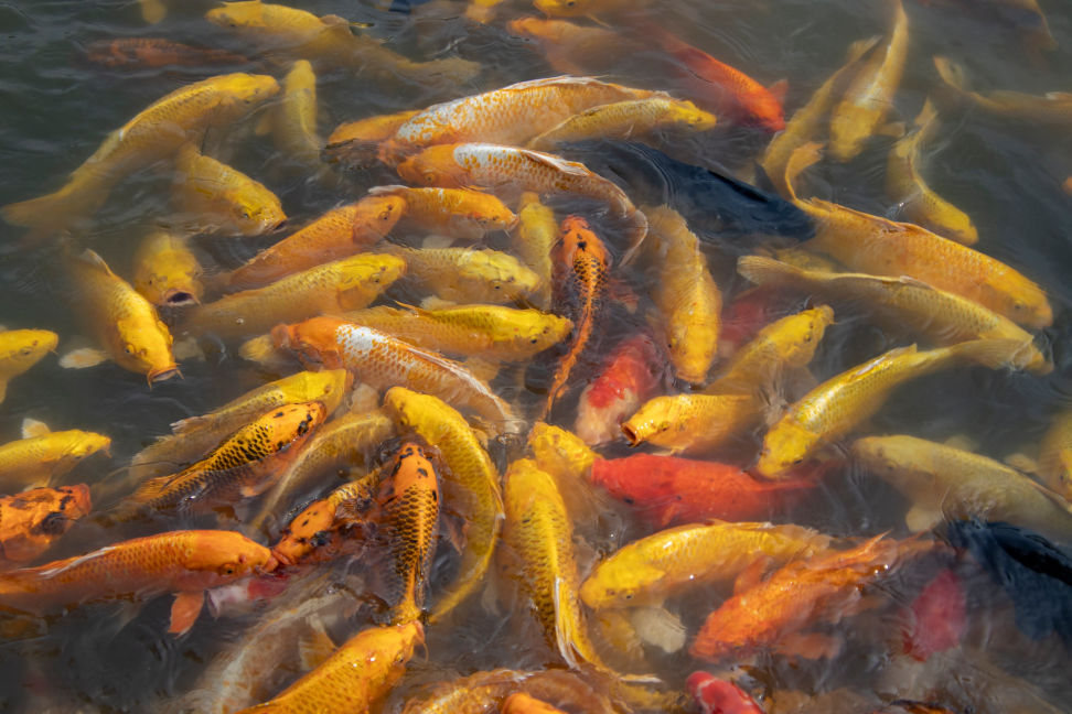 Koi-Fische dicht an dicht